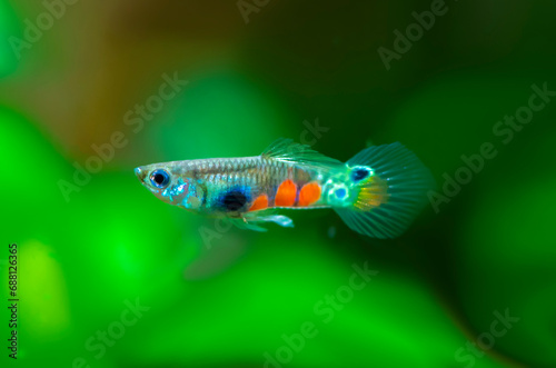 Poecilia reticulata hybrid in aquarium. Guppy Multi Colored Fish in a Tropical Acquarium.Emerald gold endler photo