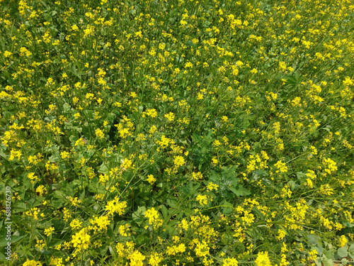 "The field came alive with a breathtaking display of flowers in full bloom, their vibrant hues creating a picturesque tapestry that danced in the gentle breeze, a living canvas of nature's beauty."