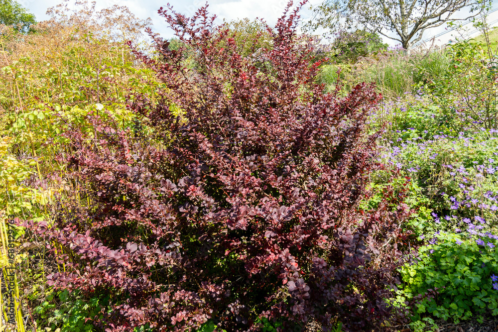Berberis thunbergii f. atropurpurea ( Purple Japanese Barbary) a spring flowering shrub plant with a yellow springtime flower and red purple leaves in the autumn fall, stock photo image Berberis thunbergii f. atropurpurea ( Purple Japanese Barbary) a spring flowering shrub plant with a yellow springtime flower and red purple leaves in the autumn fall, stock photo image
