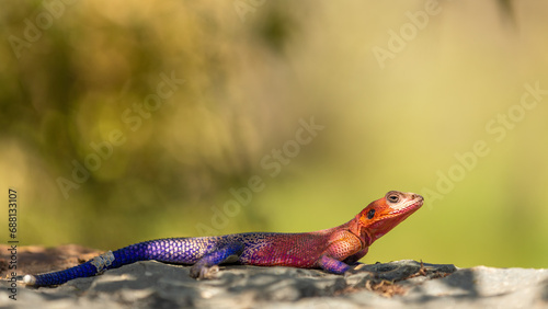 Common, rainbow or red-headed rock agama (Agama agama) male, Mara Naboisho Conservancy, Kenya.