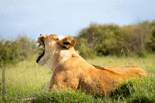 Lioness ( Panthera Leo Leo) yawning, Mara Naboisho Conservancy, Kenya. photo