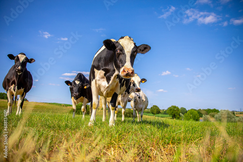 Troupeau de vaches laitières en pleine nature au printemps.