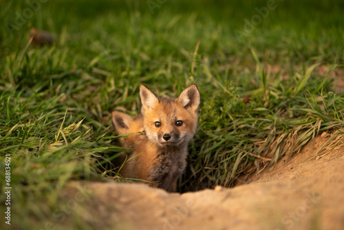 Red Fox cubs emerging from den