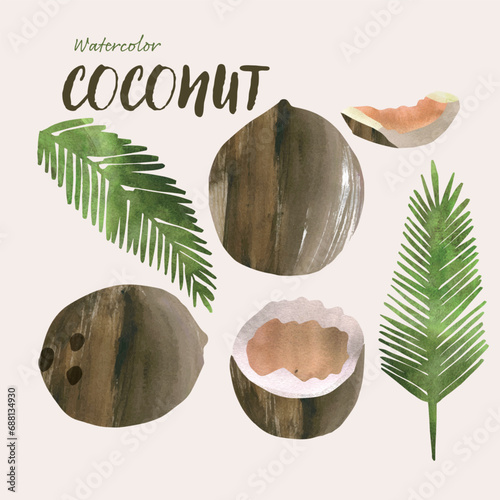 Coconut fruit and leaves watercolor vector illustration set. Painterly watercolor texture and ink drawing elements. Hand drawn and hand painted.