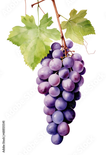 grape clusters on strands with white background, isolated