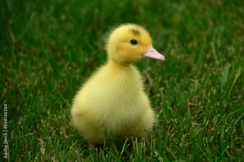 Close up of cute yellow baby chick in the grass