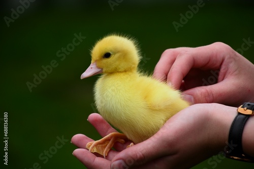 One cute baby baby chick held in girl's hands