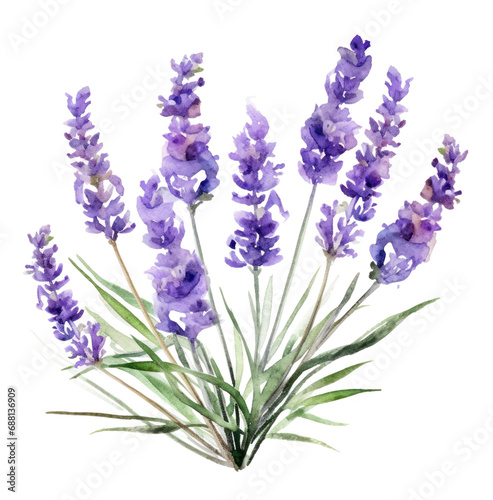 lavender flowers watercolor illustration  isolated