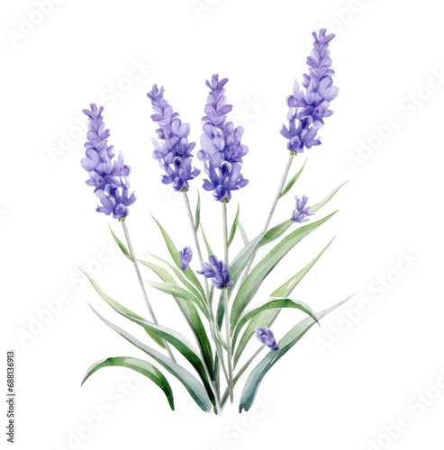 lavender flowers watercolor illustration  isolated
