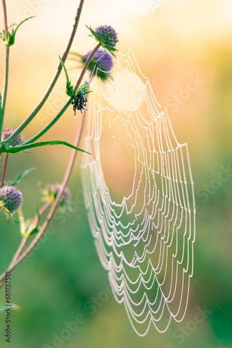 insect spider and web on a flower spring time blossom floral closeup scene sunny vibrant colors