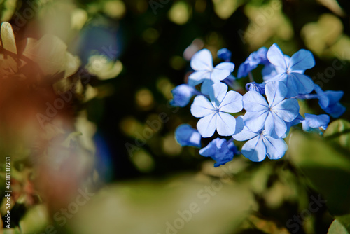 Plumbago auriculata plant with blue blooming flowers. photo