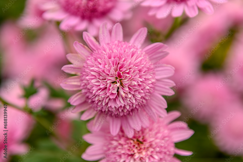 Pink chrysanthemum in the park and garden. Plant in a botanical garden. Pink chrysanthemum in the park and garden. Plant in a botanical garden.