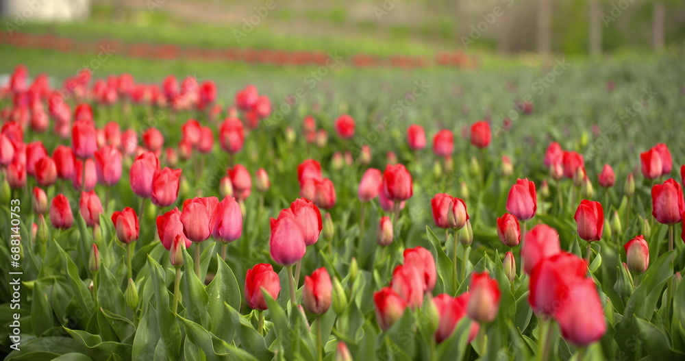 Tulips Plantation in Netherlands Agriculture
