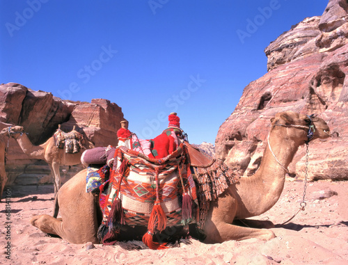 Camels in the middle of the Wadi Rum desert photo