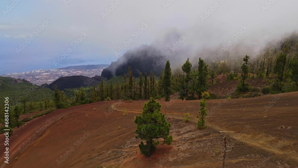 Aerial view of a winding road through Canary pines. Aerial view of a winding road through Canary pines.