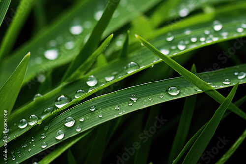 Grass blades background with dew drops