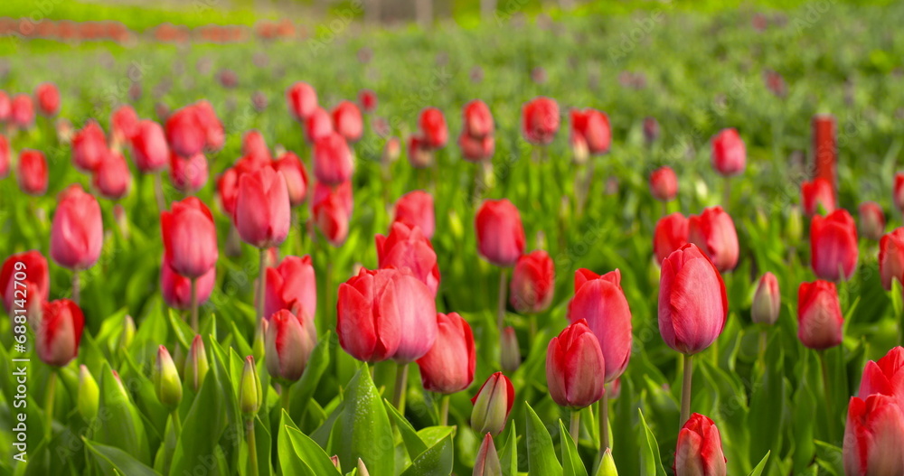 Tulips Plantation in Netherlands Agriculture Tulips Plantation in Netherlands Agriculture