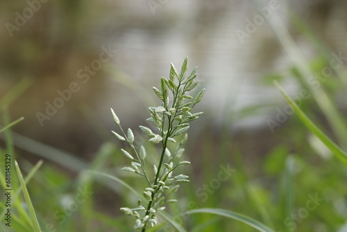 closeup of the flowers of Grey hair grass - Corynephorus canescens
