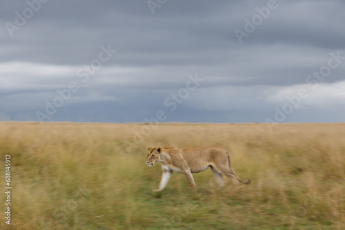 A creative motion blur photo of a lioness walking in open grassland against blue dramatic sky.