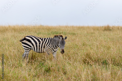 A photo of a Zebra standing in open Savannah against blue background.