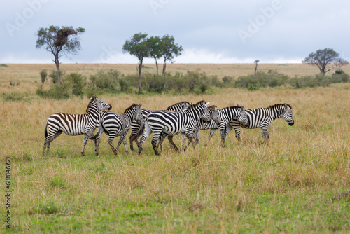 A photo of a herd of Zebra walking in open Savannah against blue background.