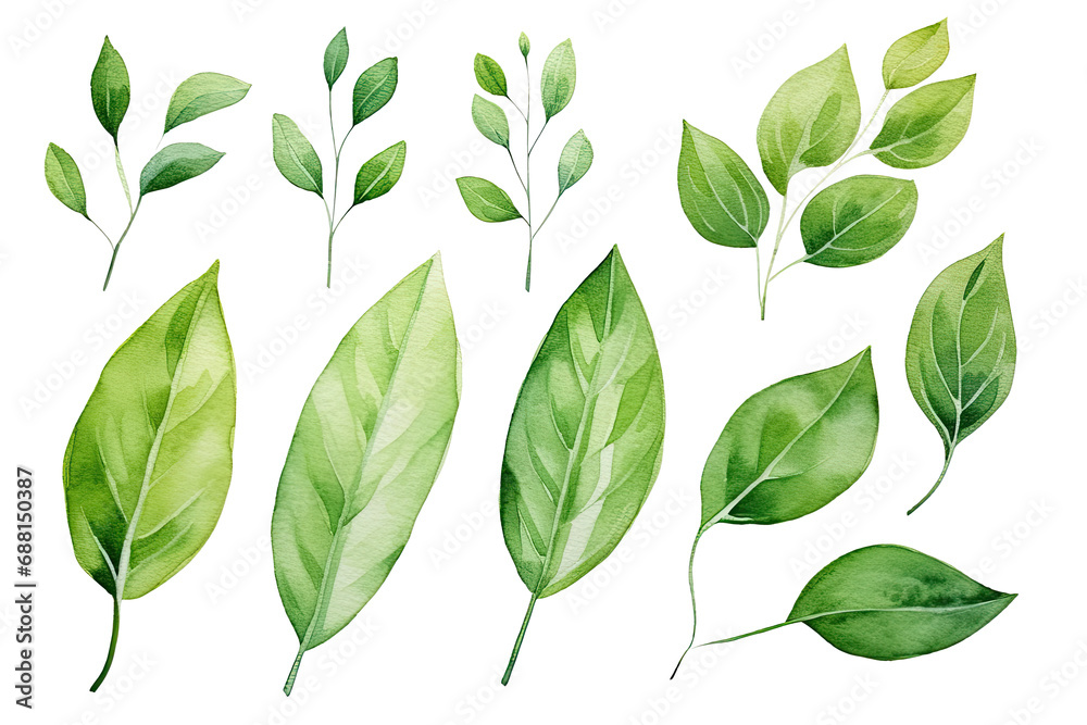 Set of Watercolor Tropical spring green leaves elements set isolated on transparent background, bouquets greeting or wedding card invitation, decoration clip art mock up. Set of Watercolor Tropical spring green leaves elements set isolated on transparent background, bouquets greeting or wedding card invitation, decoration clip art mock up.