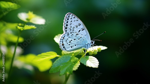 An image of a butterfly on a greenery with a close-up view. © Shabnam