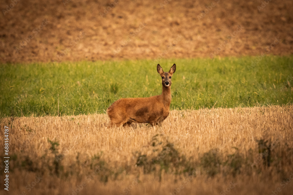 Reh im Feld Reh im Feld