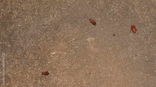 Baratas insetos pragas urbanas no chão de uma residência photo