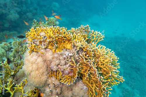 Fototapeta Naklejka Na Ścianę i Meble -  Colorful, picturesque coral reef at bottom of tropical sea, yellow fire coral, underwater landscape