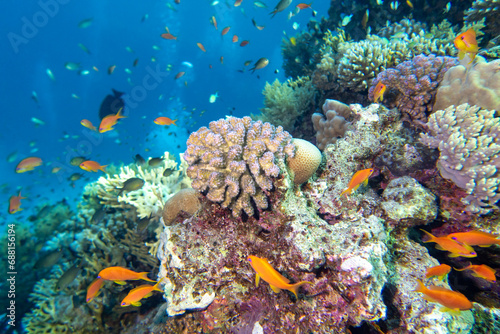 Colorful, picturesque coral reef at the bottom of tropical sea, hard corals and fishes Anthias, underwater landscape