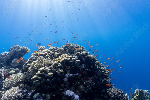 Fototapeta Naklejka Na Ścianę i Meble -  Coral Reef