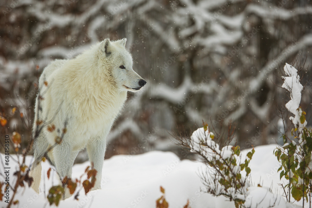 Obraz premium male Arctic wolf (Canis lupus arctos) he looks cheerful