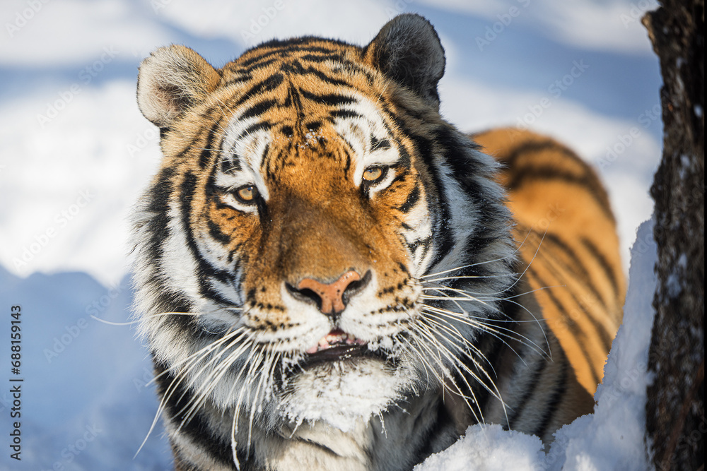Fototapeta premium Siberian tiger (Panthera tigris tigris) portrét na sněhu