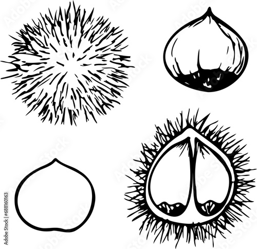 Hand drawn line illustration of edible chestnut for frying.