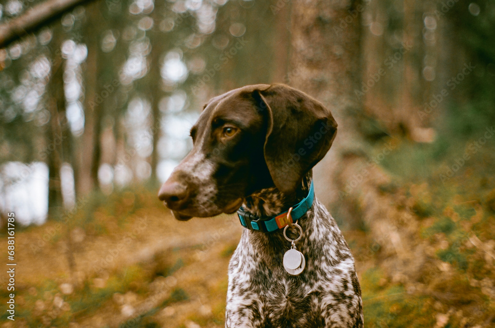 Kurtshaar dog on the background of spring forest - film photo with highlights