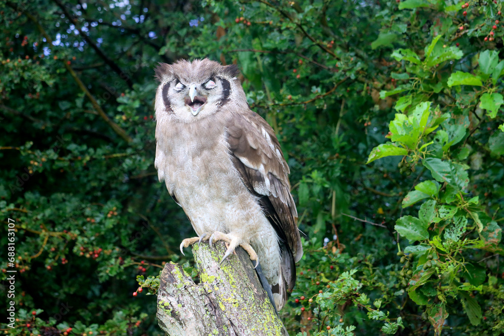 Verreaux's eagle-owl (Ketupa lactea), also commonly known as the milky eagle owl or giant eagle owl in the Netherlands Verreaux's eagle-owl (Ketupa lactea), also commonly known as the milky eagle owl or giant eagle owl in the Netherlands
