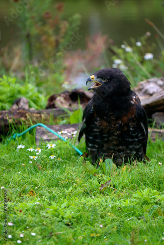 Jackal buzzard during a raptor show