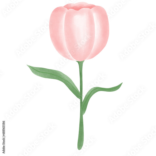 pink tulip