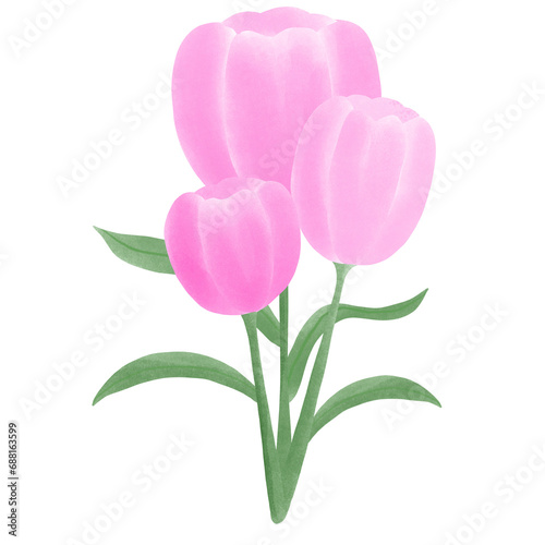 pink tulips