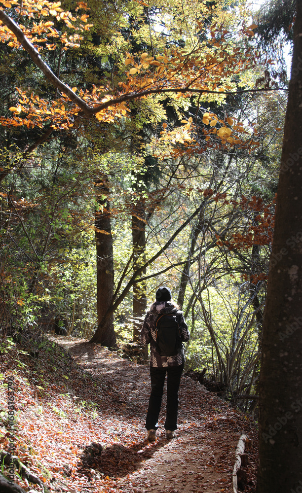 woman hiker walks in the path covered with dry leaves in the middle of the forest in autumn