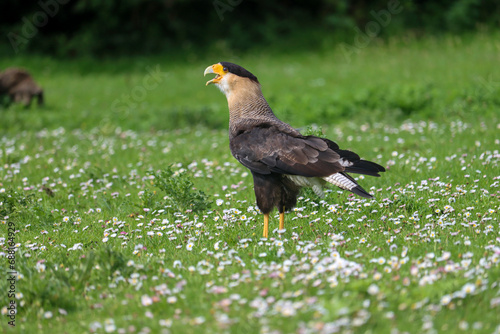 crested caracara (Caracara plancus) also known as the Mexican eagle © André Muller