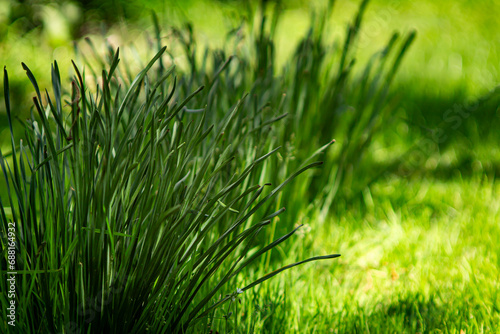 green stems of daffodils in the garden in summer on a sunny day on a background of green grass