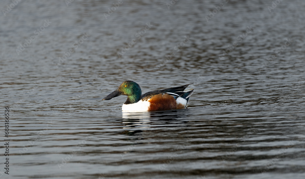 Obraz premium pato en la charca