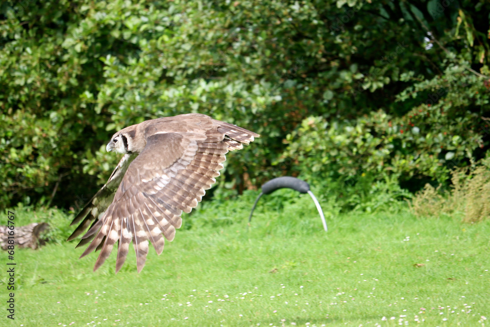 Fototapeta premium Verreaux's eagle-owl (Ketupa lactea), also commonly known as the milky eagle owl or giant eagle owl in the Netherlands