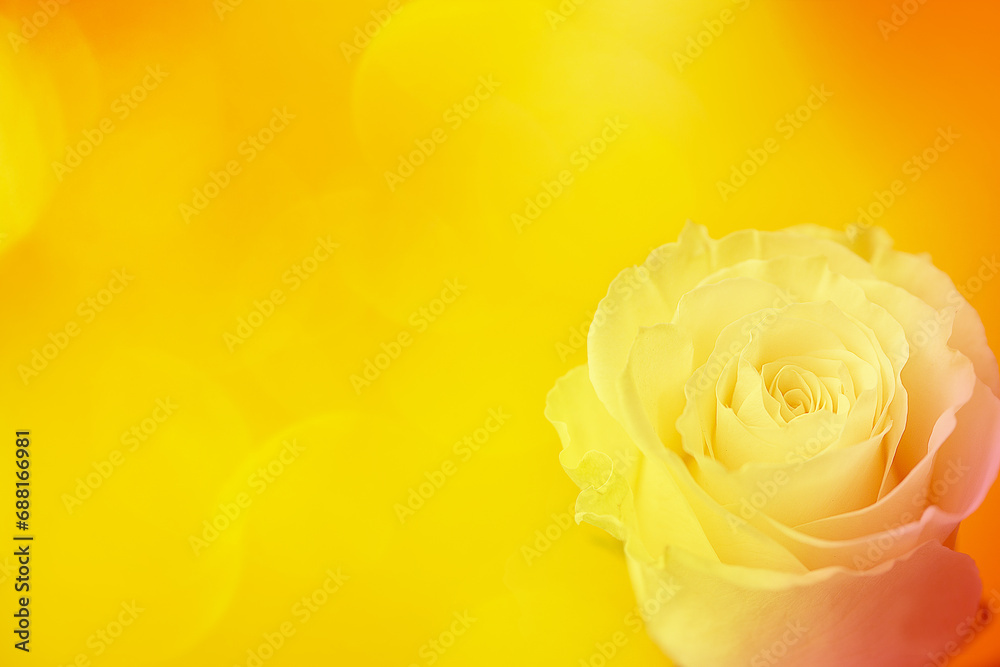 Fototapeta premium White rose on a yellow background with highlights and bokeh.