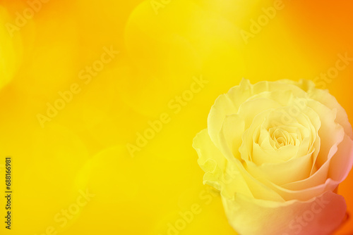  White rose on a yellow background with highlights and bokeh.