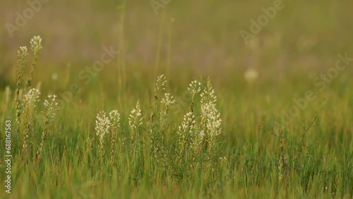 White Mignonette on a natural country background botanical name: reseda alba photo