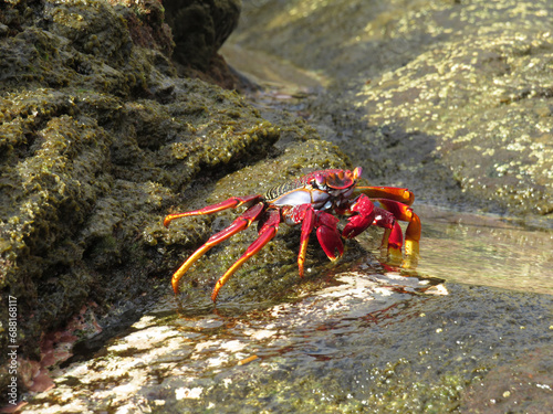 Moorish  Crab or Red Crab. (Grapsus adscensionis). South of Tenerife Island. Canary Islands. Spain. photo