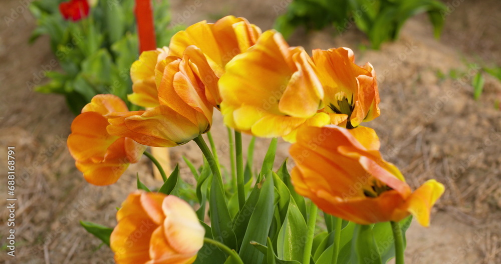 tulips on agruiculture field holland tulips on agruiculture field holland